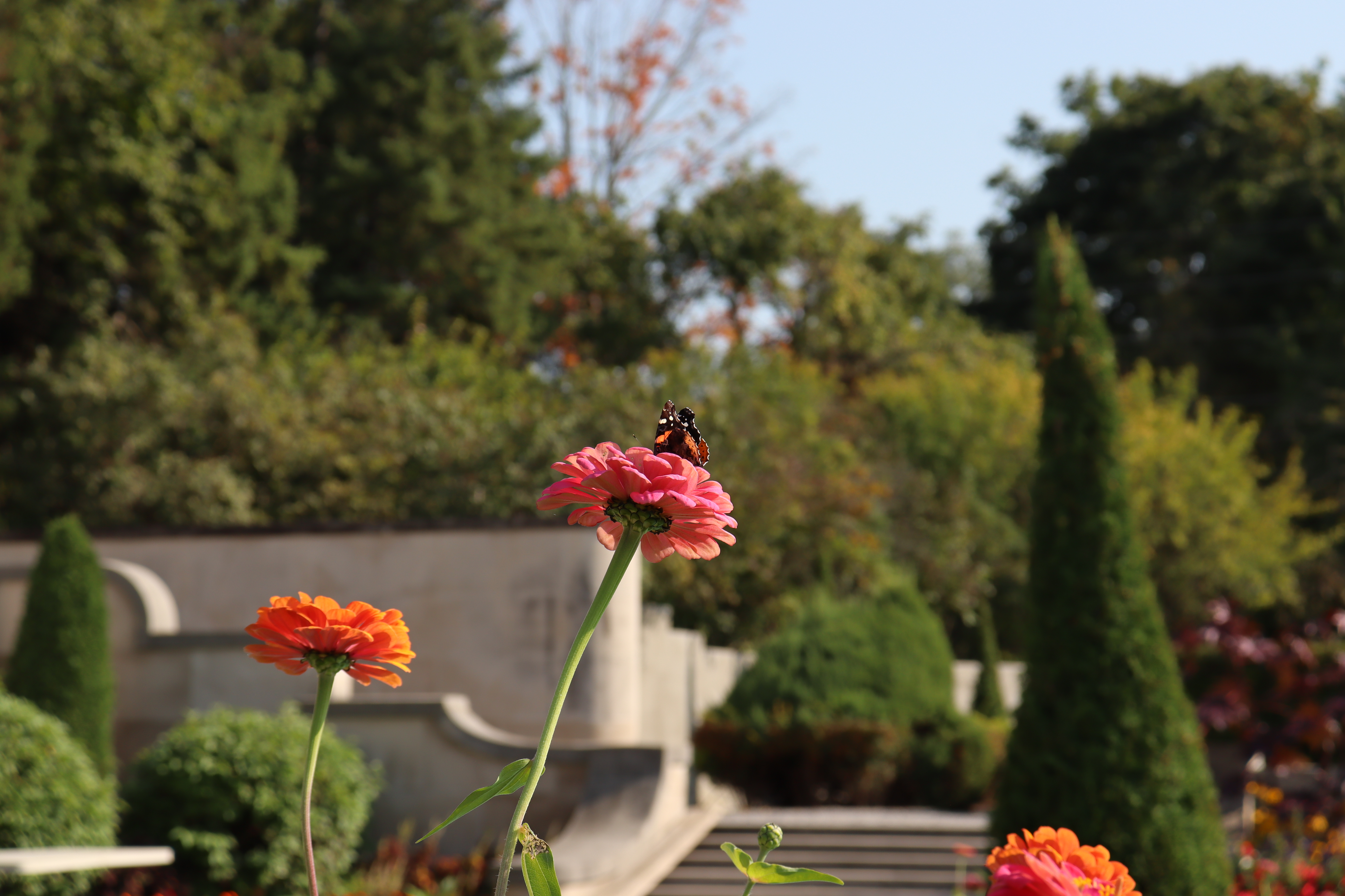 Pink flower with a bee