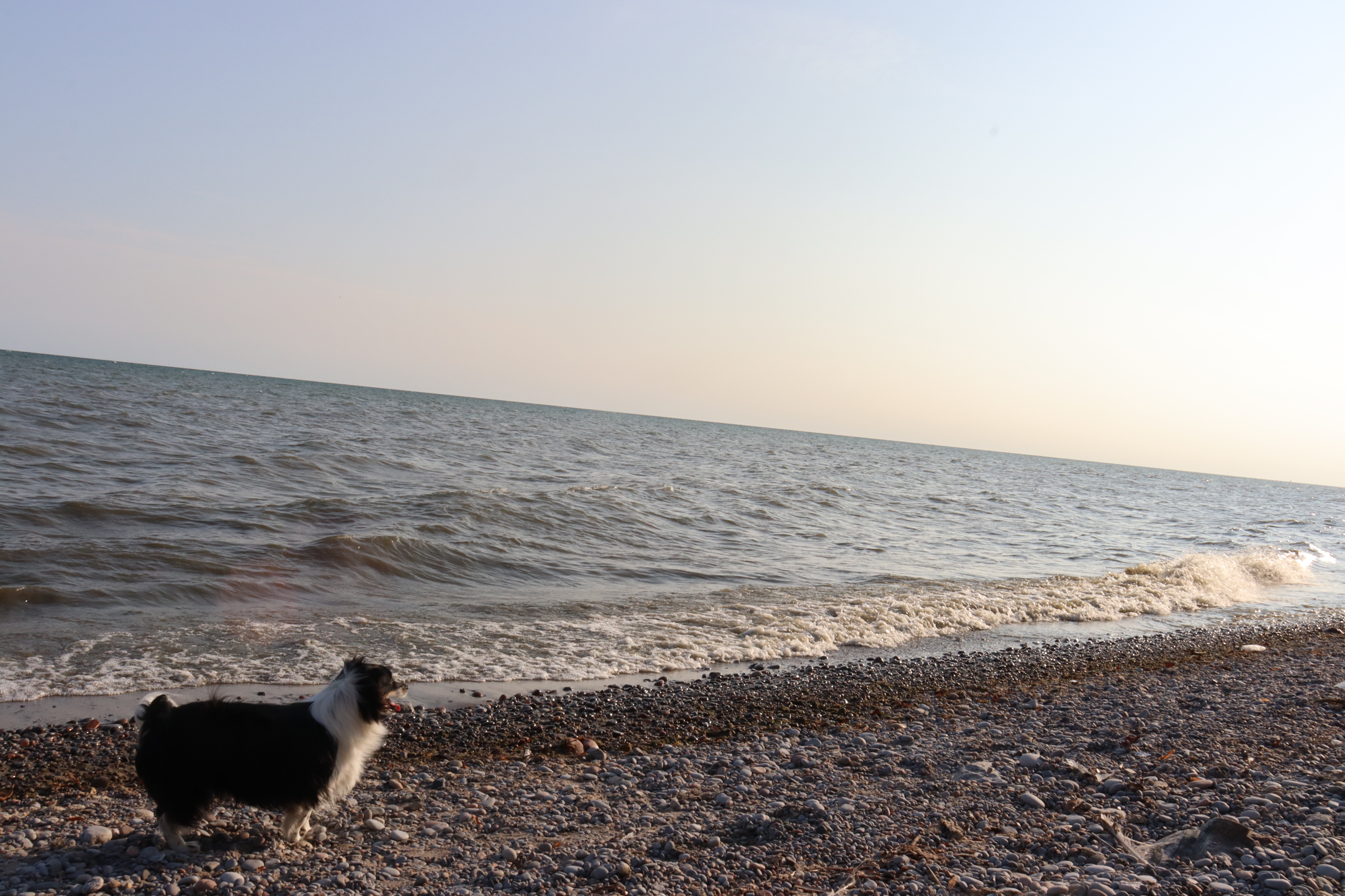 Dog looking into the ocean